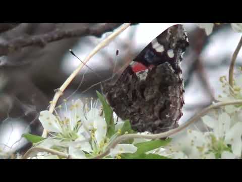 Red Admirals on Wild Plums 2023