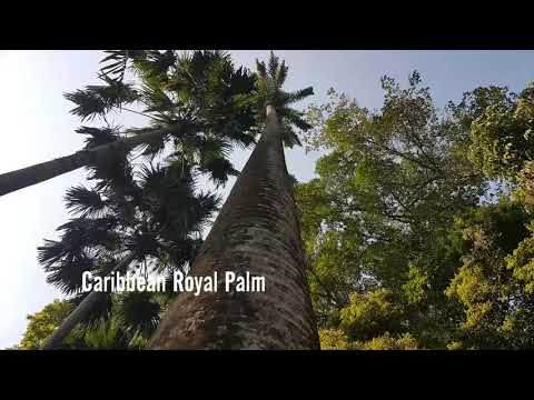 Roystonea oleracea (Jacq.) O.F.Cook