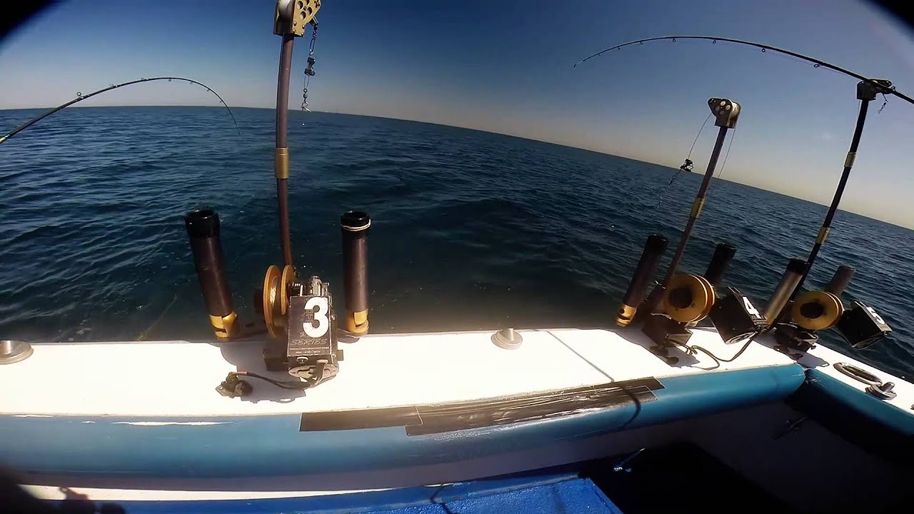 The Salmon Are Back!
