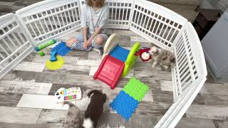 Video preview image #16 Border Collie Puppy For Sale in STRAFFORD, MO, USA