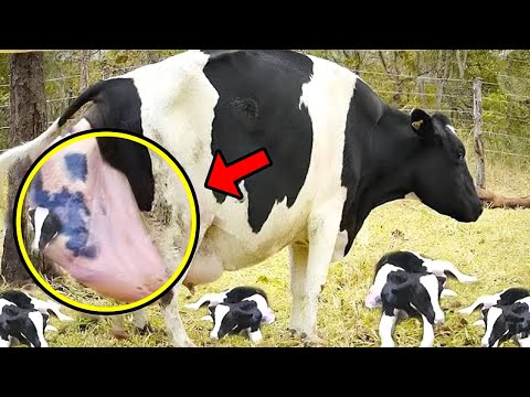 When this tired cow gave birth, her owner was in shock and could not stop screaming!