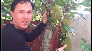 Edible Patio Garden with Fruit Trees and Edible Shrubs in South Florida