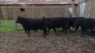 16 Terneros de 240 kg - Grupo de Hacienda Cooperativo - Plaza Ganadera