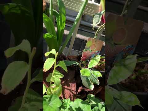 アマリリスの成長を促進し、再び花を咲かせる天然肥料は何ですか?  庭園