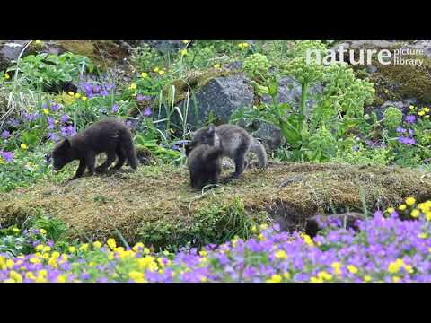 Arctic fox cub playing with a feather, Hornvik, Hornstrandir Nature reserve, Iceland
