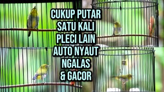 Download lagu AMPUH‼️PANCINGAN PLECI BIKIN SEMUA JENIS PLECI LANGSUNG NYAUT & GACOR🔥 mp3