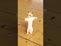 Meow Jiske Dole Shole Rekha Sursangeet Subscribe Trending Funny Cute Cat Tiktok