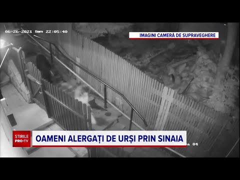 Imagini incredibile în Sinaia. Femeie încălțată cu tocuri, cu ursul pe urme, în fața pensiunii