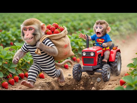 Monkey Funky Protects His Strawberry Farm From a Thief — His Clever Plan Solves the Problem 🍓🐒