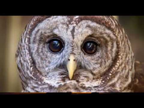 The Calls of the Beautiful Barred Owl - In the Middle of a Park with 5 of Them