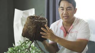 คำแนะนำและข้อควรปฏิบัติเมื่อรับต้นกุหลาบจาก Rose in Love