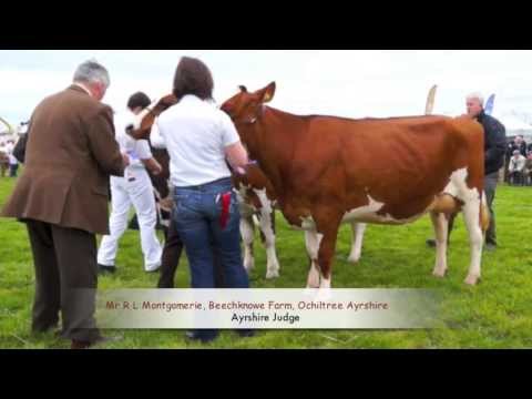 Ayrshires at 2013 Ayr County Show