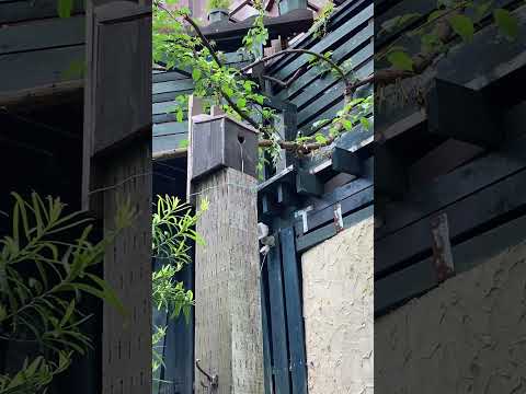 冬にシジュウカラの巣箱をどこに置くか？この鳥を引き寄せるには何を入れたらいいでしょうか？従うべき 3 つの重要なヒント  庭園