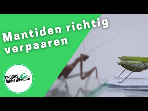 Properly mating mantises - Hierodula membranacea (Indian giant mantis)