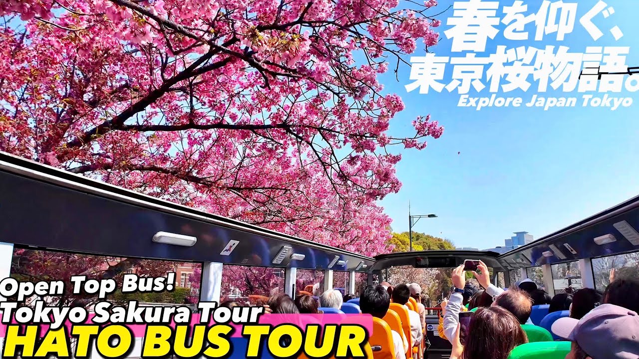 🌸 【4K.はとバス】屋根なしオープンバスで行く春の東京さくら周遊ツアーへご案内【桜お花見|東京桜回廊ツアー|東京観光】HATO BUS Tokyo Tour! JAPAN TOKYO TRAVEL