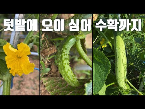 , title : '오이 심어 수확까지:: 모종 심기:: 지주대 세우기:: 오이망:: how to grow cucumber'