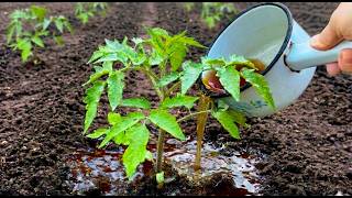 Stop Throwing This Away! It’s FREE Gold For Your Tomatoes 🔥