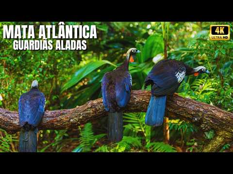 The Winged Guardians of the Atlantic Forest | Documentary about Brazil's Most Incredible Birds - ...