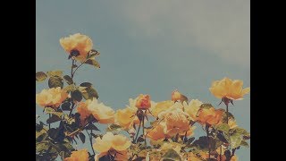 Sweet Fruit Music Video