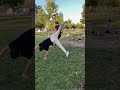 Rejomen Aydın Açar Takla Videoları Comedy Skating Tiktok Akım Takla