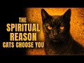 Your Cat Chose You For A Reason Cayce Unveiled The Hidden Truth