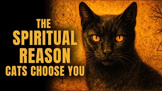 Your Cat Chose You For a Reason – Cayce Unveiled the Hidden Truth