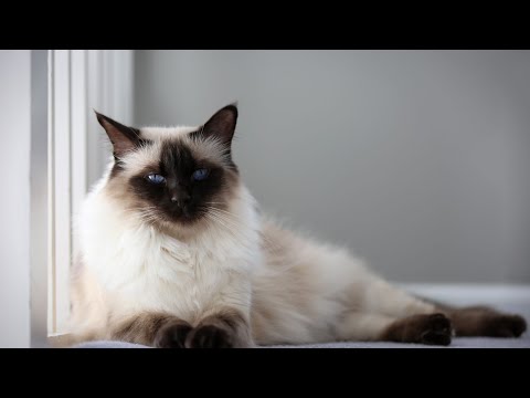 Balinese Cat Breeds Hypoallergenic Health And Life Span - Cat Breeding Video