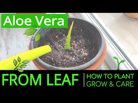 , title : 'How to Plant & Grow Aloe Vera at Home from Leaf? Planting & Caring Aloe Vera in a Pot'