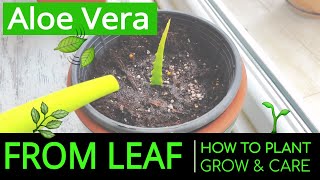 How to Plant & Grow Aloe Vera at Home from Leaf? Planting & Caring Aloe Vera in a Pot