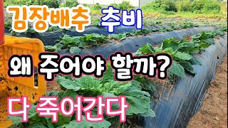 김장배추 잘 있습니까? 1차 추비 주는법과 수분 관리 꼭해야 하는 이유?