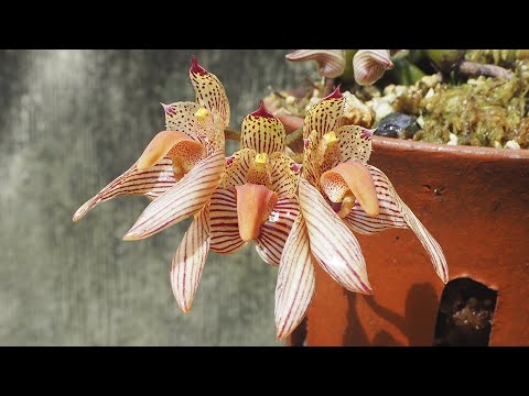 , title : 'Bulbophyllum bicolor - Orchideen erfolgreich pflegen'