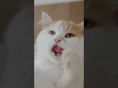 Cute and funny cat videos Compilation। A2z knowledge by Ajit