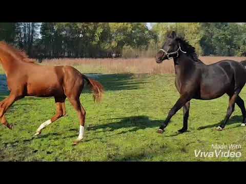 Lehmann, Vitalis-Quaterback-Aspirant