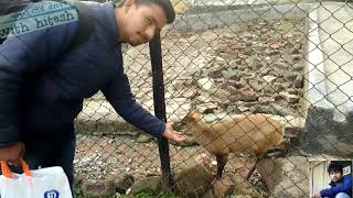 preview picture of video 'Dehradun Zoo | Malsi Deer Park | Tourist Spot in Dehradun'