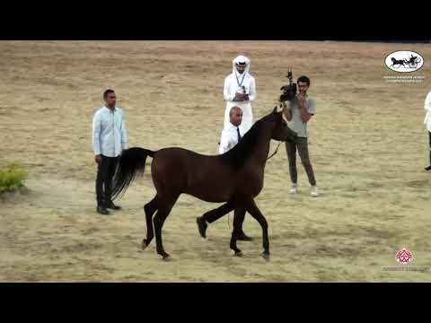 N 144 ARAB HAWAZEN   Rabab Arabian Horse Championships   Colts 3 Years Old Class 8