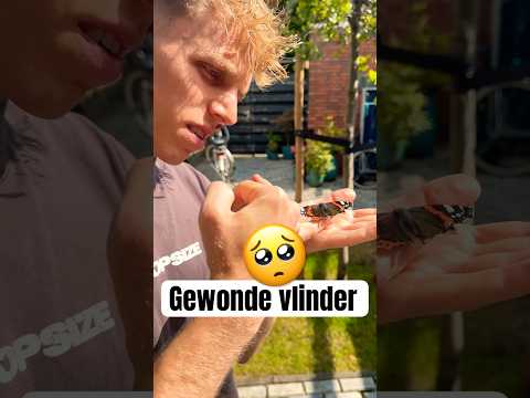 SPREID JE VLEUGELS en VLIEG! ❤️‍🩹🦋 #baileyfreestyle #vlinder #gewond #shorts #natuur #dieren
