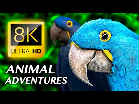 ANIMAL ADVENTURES: The Amazing Animal Kingdom 8K VIDEO ULTRA HD #8K