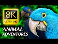 ANIMAL ADVENTURES: The Amazing Animal Kingdom 8K VIDEO ULTRA HD #8K