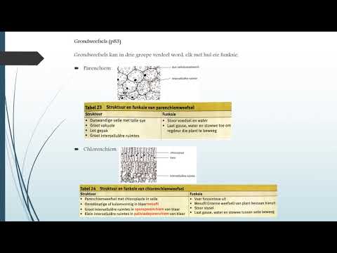 Gr 10 - Lewenswetenskap - Plantweefsels - Les  2