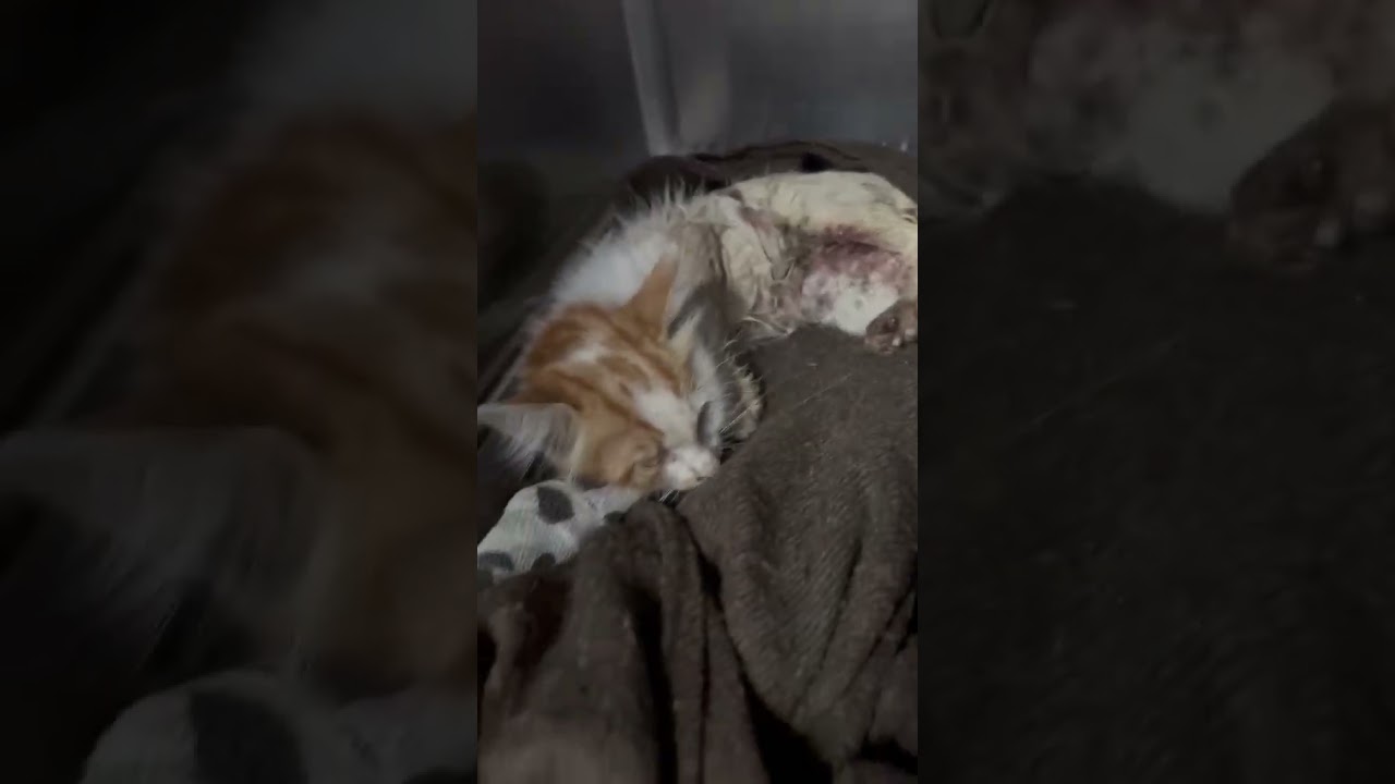 Amber video