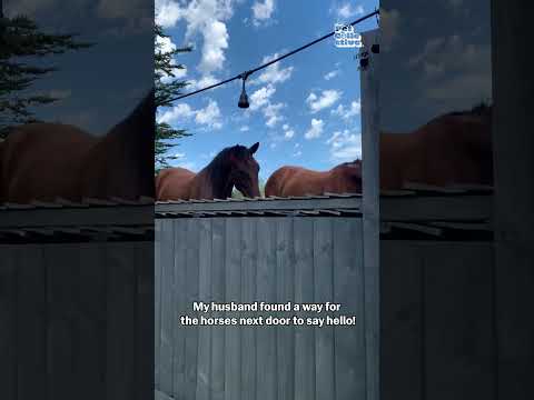 Un homme construit une clôture rétractable pour que les chevaux puissent lui dire bonjour !
