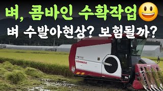 벼, 수확???? 콤바인작업???? 모처럼 비 안오는 날???? 벼 수발아현상 농작물재해보험 적용대상밀까요?…