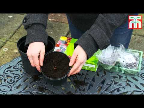 2,4 or 6 Oriental Poppy 'King Kong' or 'Manhattan' Bare-Root Plants - Second Medium