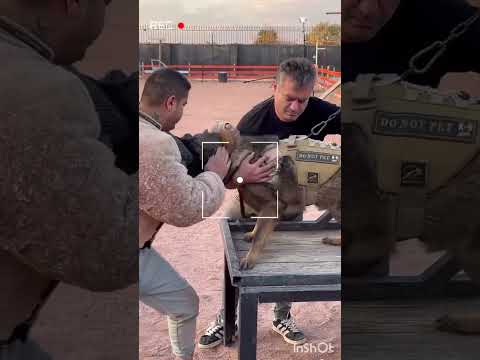 Practice and repetition, dogs even in high and professional rankings need updating, target 🎯 #dog