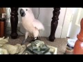 Cockatoo finding out he is going to the vet 
