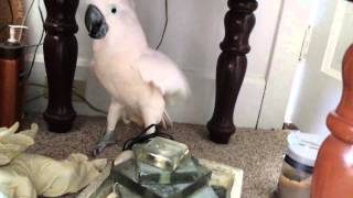 Cockatoo finding out he is going to the vet