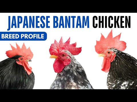 Japanese Bantam Chicken Breed Profile History Health Issues - Chabo Bantam Chicken Egg Ratio