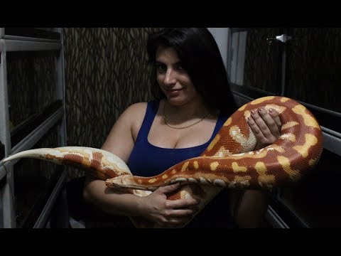 Wife showing off one of our large Blood Pythons!