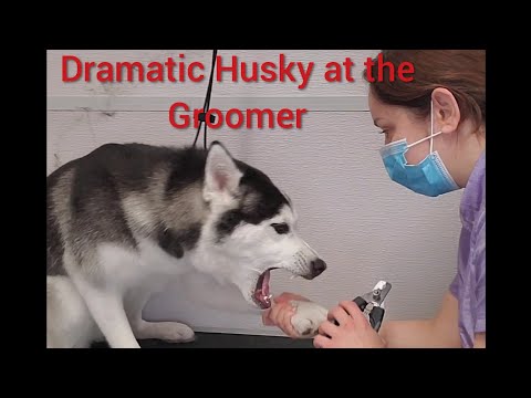 Crazy Dramatic Siberian Husky at the groomer
