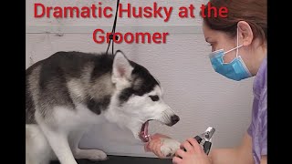 Crazy Dramatic Siberian Husky at the groomer